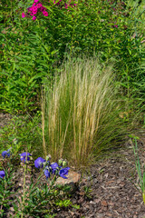 Wall Mural - Miscanthus millet, decorative garden grass