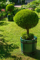 Wall Mural - A pot with a topiary plant on the lawn