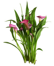 Small Bush With Pink Flowers And Green Leaves Of Zantedeschia (calla) Isolated On White Or Transparent Background