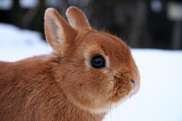 Different domestic rabbits on the farm, in winter time, on the snow