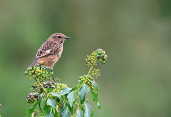 Wall Mural - Beautiful and colorful female stonechat (Saxicola rubicola) standing on a flower with leaves. Bird hunting worms. Stunning exotic bird background with vibrant orange and green colors. Spain, Europe.