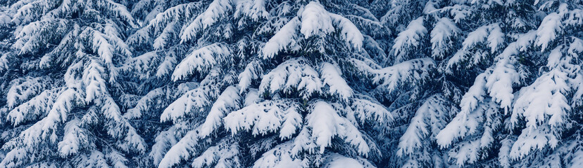 Wall Mural - Closeup of the fir woods in winter evening.