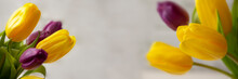 Yellow Purple Tulip Blossom, Elegant Spring Flower From Holland Tulip Header Banner Panoramic Background
