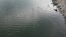 Family Of Ducks Swimming In Slow Motion