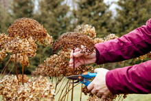 Person Cut Old Hydrangeas Flowers Down Before The Winter. Autumn Home Gardening Work Concept.