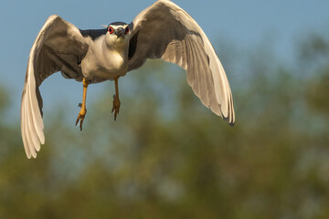 Wall Mural - Black-crowned night heron (Nycticorax nycticorax)