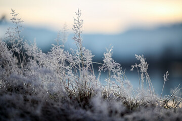 Canvas Print - Frost on the grass