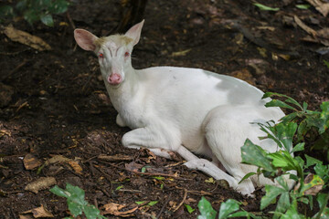 Wall Mural - White barking deer is rest in forest