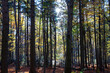 Jesienny las oświetlony promieniami zachodzącego słońca