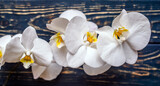 Fototapeta Desenie - A branch of white orchids on a brown wooden background