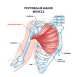 Pectoralis major muscle as human chest muscular anatomy outline diagram. Labeled educational medical scheme with skeletal system and musculature in human body breast and ribs area vector illustration.