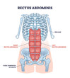 © VectorMine - Rectus abdominis or abdominal abs muscular system anatomy outline diagram. Labeled educational medical scheme with isolated human stomach torso or belly waist muscle location vector illustration.