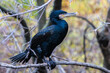 A cormorant sits on a tree branch