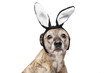 Portrait of a funny dog with rabbit ears on his head. The background is isolated.