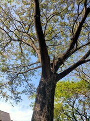 Wall Mural - Big trees in the park take from below