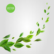Flying green leaves on a white background. Fresh spring foliage. Vector illustration. Environment and ecology