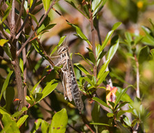 American Bird Grasshopper In The Woods