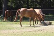 Horses eating hay on farm