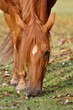 Front view of horse with white star grazing