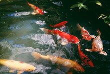 High Angle View Of Koi Carps Swimming In Pond
