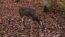 White-tailed Doe (Odocoileus Virginianus) Missing A Front Leg, Feeding, Looking And Walking In The Forest During Fall.
