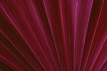 Closeup Nature View Of Palm Leaves Background, Dark Purple Tone Concept.