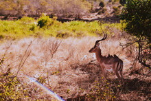 Birds Sitting On Antelope At Kruger National Park