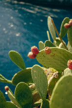 Close-up Of Succulent Plant With Fruits Against The Mediterranean Sea