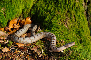 Poster - Asp Viper // Aspisviper (Vipera aspis) - Jura Mountains, Switzerland 