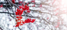 Frost-covered Red Rowan Berries On A Tree In Winter