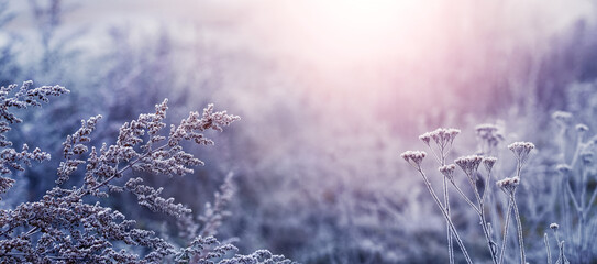 Wall Mural - Atmospheric winter landscape and background with frost covered plants in the morning during sunrise