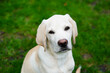 cremeweißer Short coated British Labrador Retriever 4 Monate alt