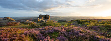 Beautiful Sunset Panorama Of Heather In The Peak District, UK. Pink And Purple Flowers