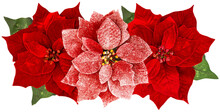 PNG Christmas Flower Red Poinsettia Isolated