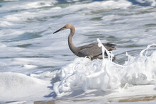 Red Egret In The Surf With A White Foam Surrounding It