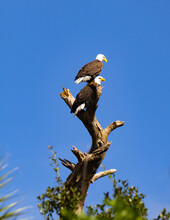 Pair Of Bald Eagles Sitting On A Dead Branch Looking Down At The Ground