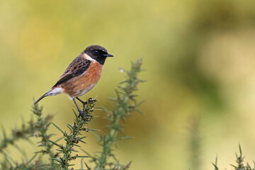 Wall Mural - Beautiful and colorful male stonechat (Saxicola rubicola) standing on a bush in a sunny field. Bird hunting worms. Stunning exotic bird background with vibrant green colors. Spain, Europe.