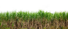 Sugarcane Farm On A White Background,sugar Cane Isolate On White Background,cane Leaves On White Background Isolated Nice For Graphic Designers