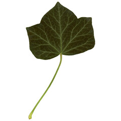 Sticker - Ivy leaf isolated over white