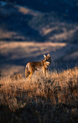 coyote in yellowstone national park