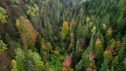 Canvas Print - Drone fly over pine trees and yellow treetops. Colorful trees in the wood. Autumn nature forest background. Picturesque autumn landscape. Magical Vivid Forest in Bright Autumn Colors. Top aerial view.