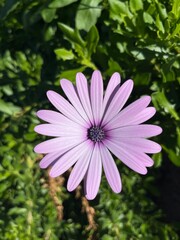 Wall Mural - tender purple daisy flower in green background