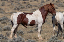 Wild Horses In Autumn In The Wyoming Desert