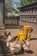 © Maryna - A little girl helps with farming on a farm. A child feeds chickens on a ranch in the yard. poultry breeding