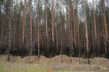  Pine forest after a large-scale fire. Landscape of a burnt forest. Dead forest after fires. New green vegetation after a forest fire.