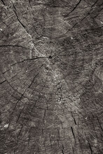 Age Rings On The Sawn Trunk Of An Old Tree. Age Rings. The Flow Of Time. Sawn Trunk. Old Tree. Wood Texture. Old Tree.