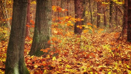 Wall Mural - Beautiful autumn forest. Indian summer