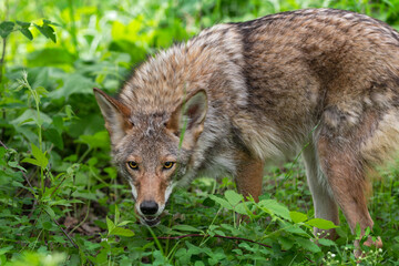 Wall Mural - Adult Coyote (Canis latrans) Looks Out From Grass Mouth Open Summer