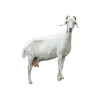 White Goat With Horns And Milk Udder