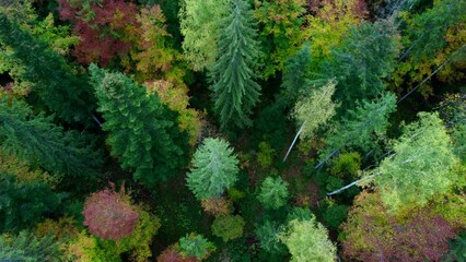 Wall Mural - Drone fly over pine trees and yellow treetops. Colorful trees in the wood. Autumn nature forest background. Picturesque autumn landscape. Magical Vivid Forest in Bright Autumn Colors. Top aerial view.